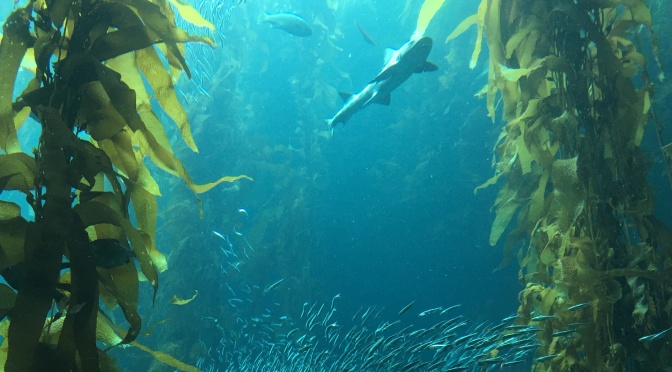 Seaweed Farms Heal Our Acidic Oceans